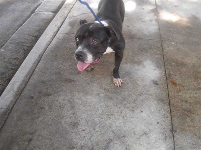 Photo of Rex, adoptable Terrier mix in Miami, Florida