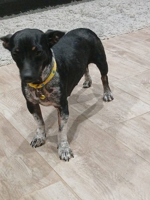 Photo of Cosette, adoptable Chihuahua in Brewster, New York