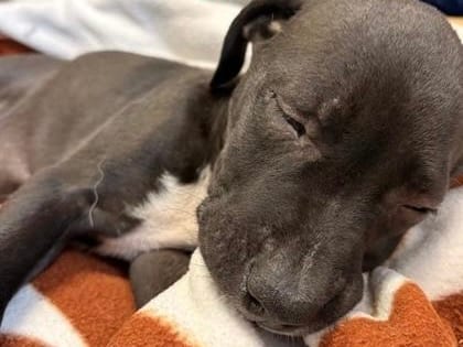 Photo of Spiderman, adoptable dog in Georgetown, Texas