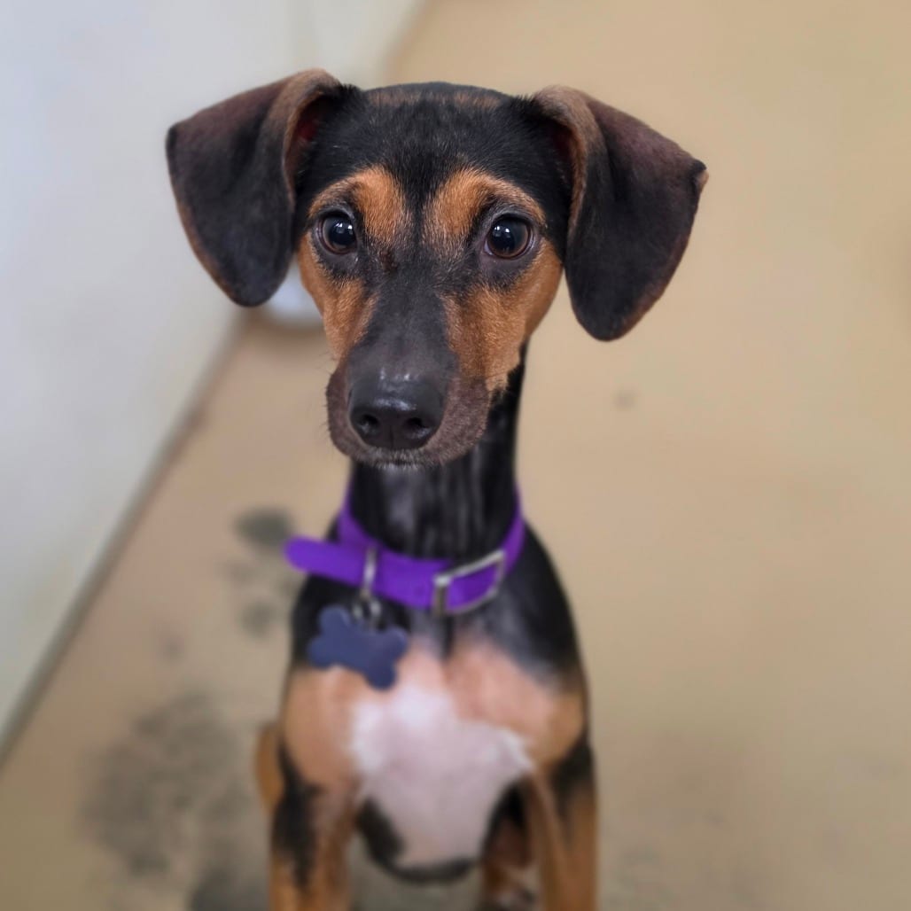 Photo of Jessie-Chino Hills Location, adoptable Beagle / Mix