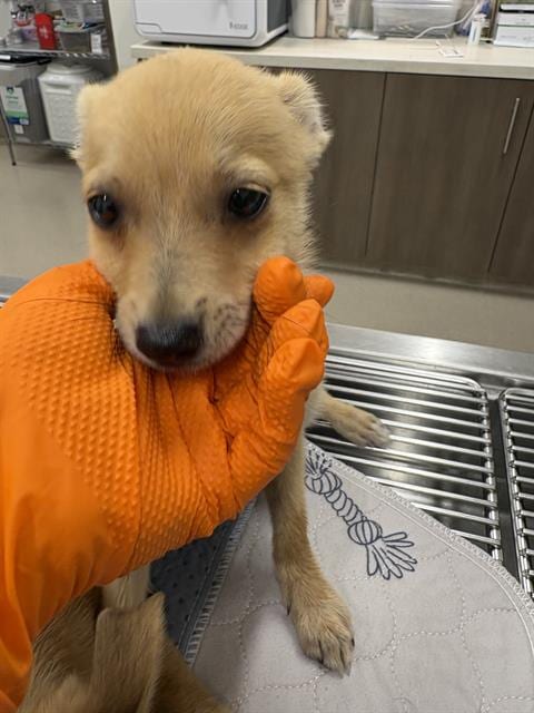 Photo of Moco, adoptable Chihuahua in Baytown, Texas