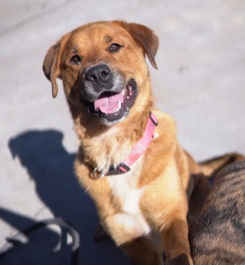 Photo of Punkin, adoptable Shepherd in Knoxville, Iowa