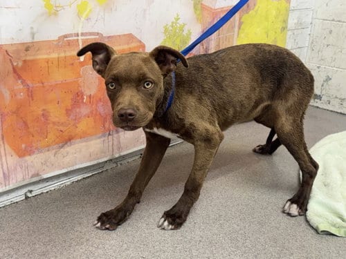 Photo of Teshie, adoptable Pit Bull Terrier in San Bernardino, California