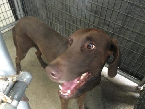 Photo of Scooby, adoptable Doberman Pinscher in Riverside, California