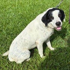 Photo of Blossom, adoptable dog in Houston, Texas