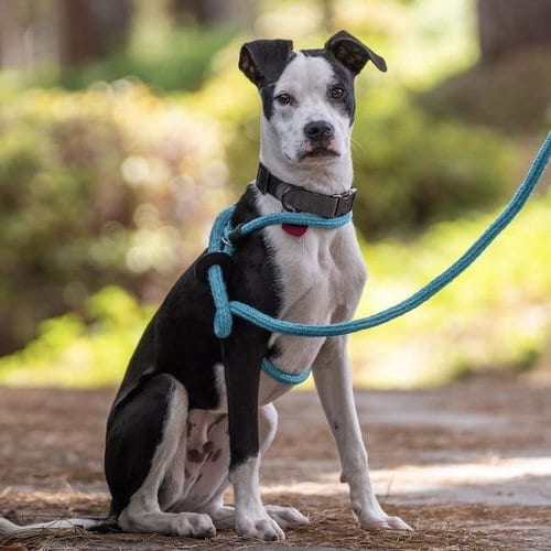 Photo of Wyle (Emmy Pup), adoptable Boxer in San Diego, California