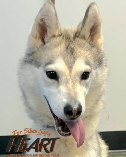 Photo of Juno, adoptable Siberian Husky in Severn, Maryland