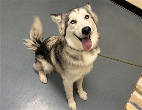 Photo of Peaches, adoptable Siberian Husky in Denver, Colorado