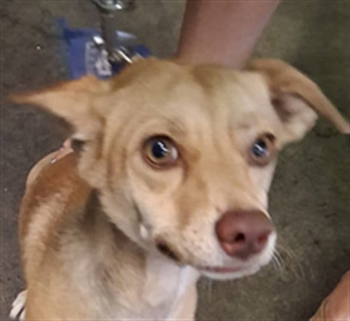 Photo of Cookie, adoptable Chihuahua in Los Angeles, California