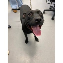 Photo of Diamond, adoptable Mixed Breed (Medium) in New Castle, Delaware