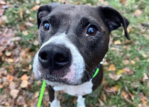 Photo of Bell, adoptable Pit Bull Terrier in Anchorage, Alaska