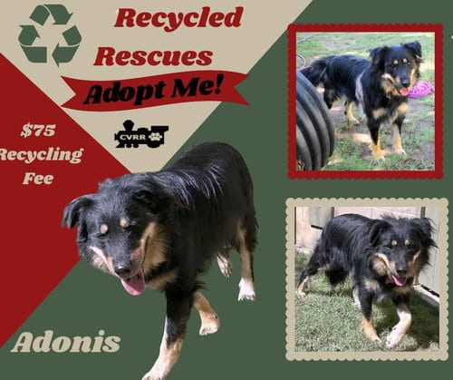 Photo of Adonis (Recycle), adoptable Australian Shepherd in Lindsay, California