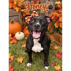 Photo of Honey, adoptable Terrier (Unknown Type, Medium) in Brooksville, Florida