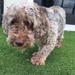 Photo of Ashly 3921, adoptable Cockapoo Pointer in Loxahatchee, Florida