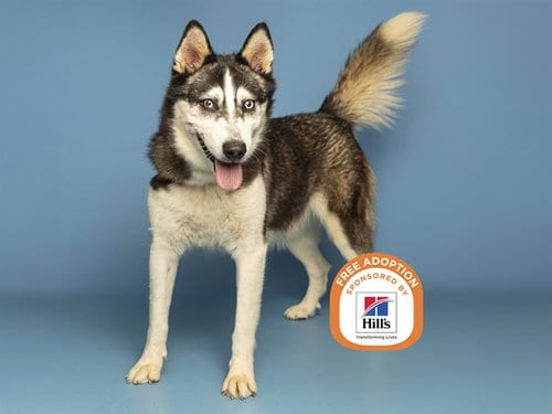 Photo of Rocket, adoptable Siberian Husky in Phoenix, Arizona