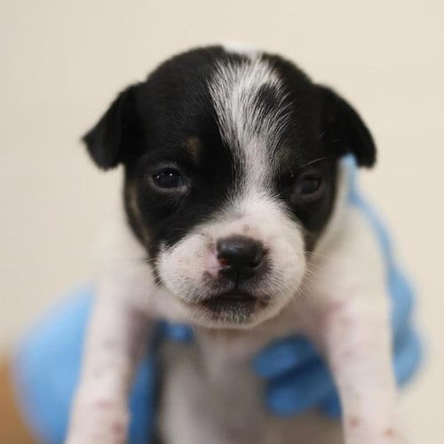 Photo of Frost, adoptable Terrier in San Antonio, Texas