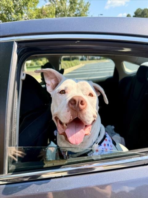 Photo of Drake, adoptable Pit Bull Terrier in Chapel Hill, North Carolina