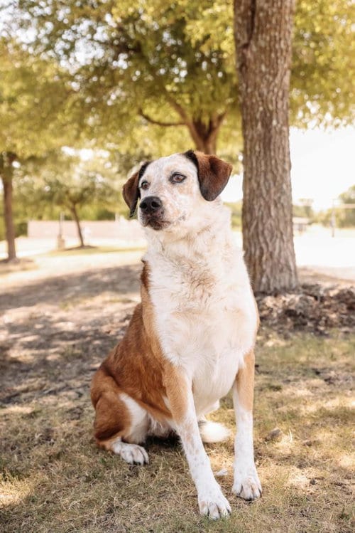 Photo of Maggie, adoptable Australian Cattle Dog/Blue Heeler in Rockwall, Texas