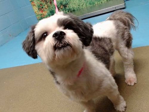 Photo of Kemet, adoptable Maltese in Moreno Valley, California
