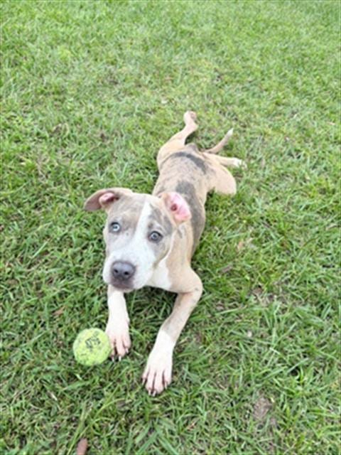Photo of A524321, adoptable Pit Bull Terrier in Wilmington, North Carolina