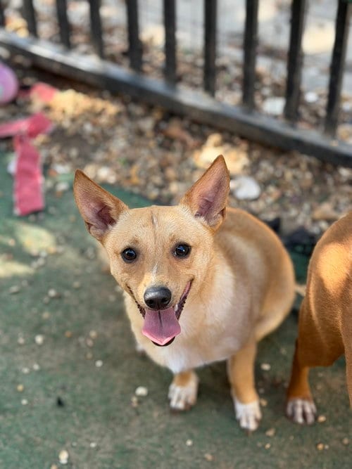 Photo of Arthos, adoptable Rat Terrier in Jackson, Mississippi
