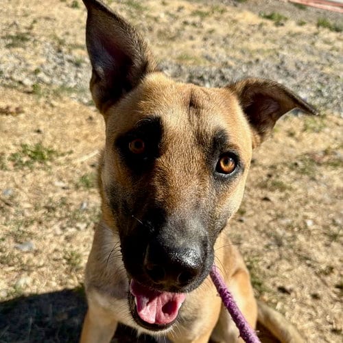 Photo of Zippy, adoptable Australian Kelpie in Yreka, California