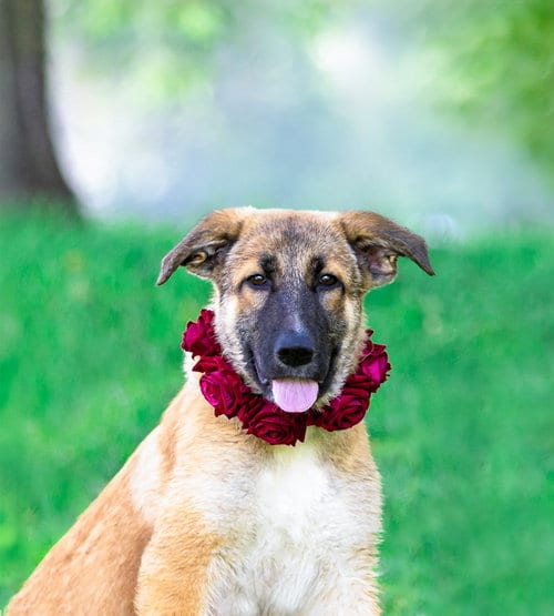 Photo of German Shepherd Mix Pups Girls, adoptable German Shepherd Dog in Unionville, Pennsylvania