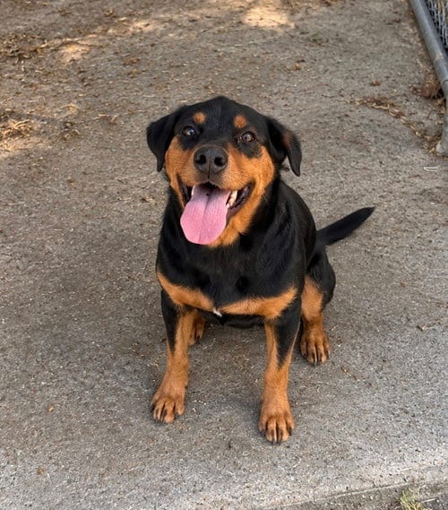 Photo of Sarasota, adoptable Doberman Pinscher in Carrollton, Georgia