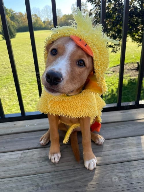 Photo of Cheese, adoptable Labrador Retriever in Germantown, Ohio