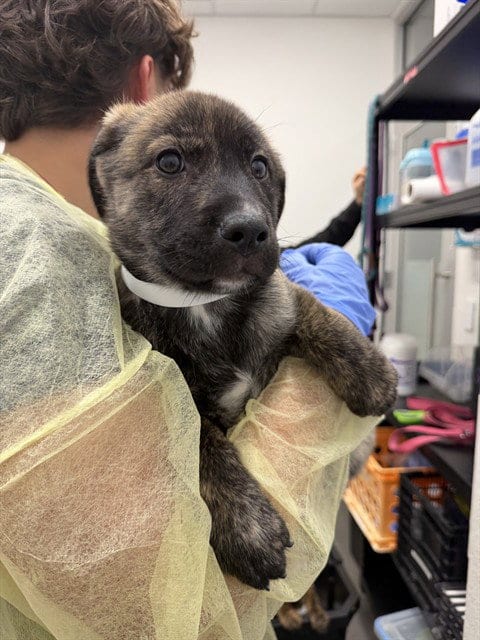 Photo of Ronaldo, adoptable Dutch Shepherd in Mesa, Arizona