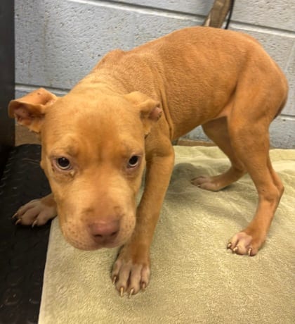 Photo of Zamora (blue Polish), adoptable dog in Chamblee, Georgia