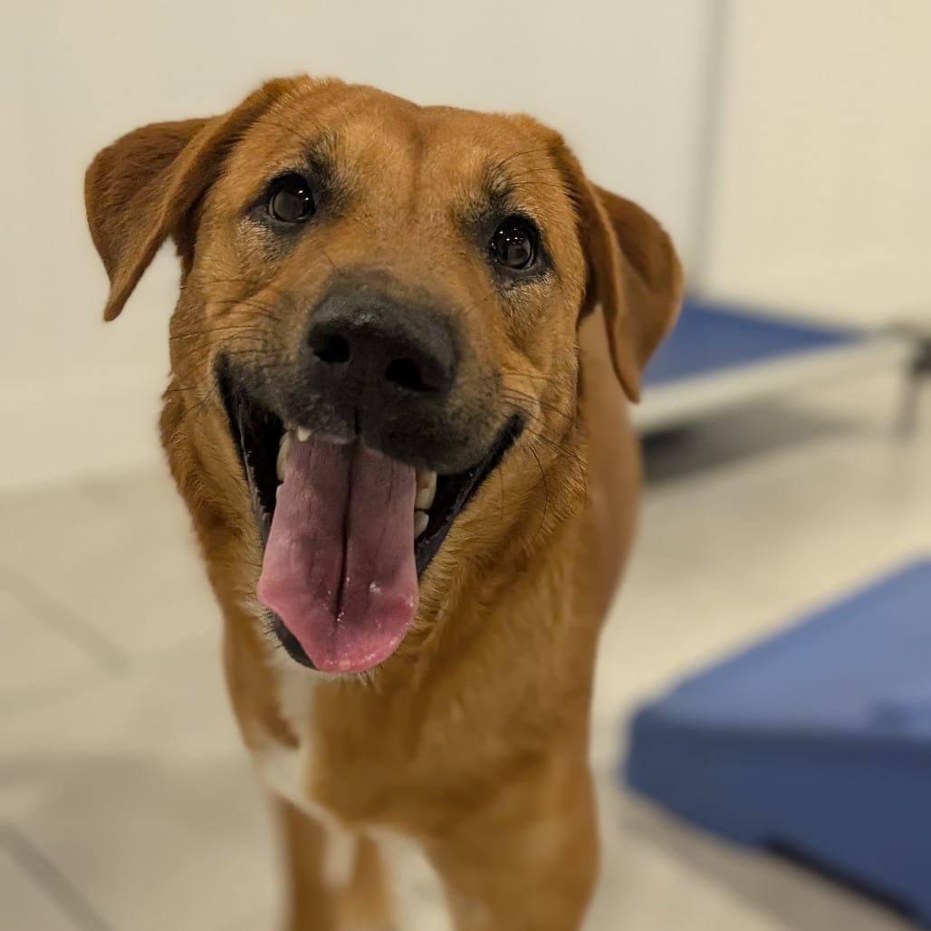 Photo of Nala, adoptable Retriever, Labrador / Mix in Houston, Texas