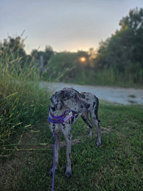 Photo of Maxine, adoptable Great Dane in McCormick, South Carolina