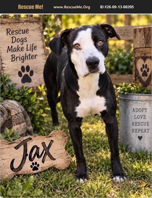 Photo of Jax, adoptable Pit Bull Terrier in Benton, Pennsylvania