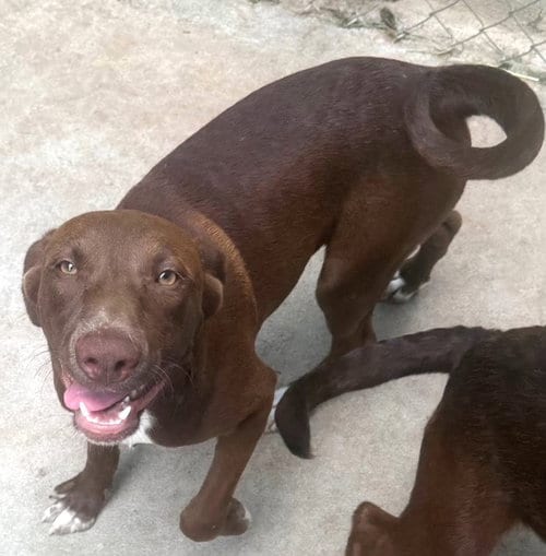 Photo of Jasper, adoptable Labrador Retriever in Carrollton, Georgia