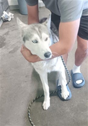 Photo of Charly, adoptable Siberian Husky in Los Angeles, California