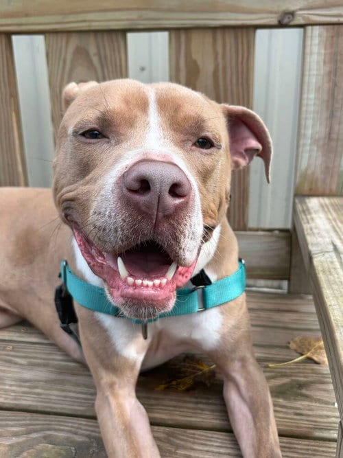 Photo of Bright, adoptable Unknown breed / mixed in Elmsford, New York