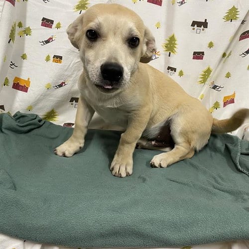 Photo of Melvin, adoptable Labrador Retriever in Modesto, California