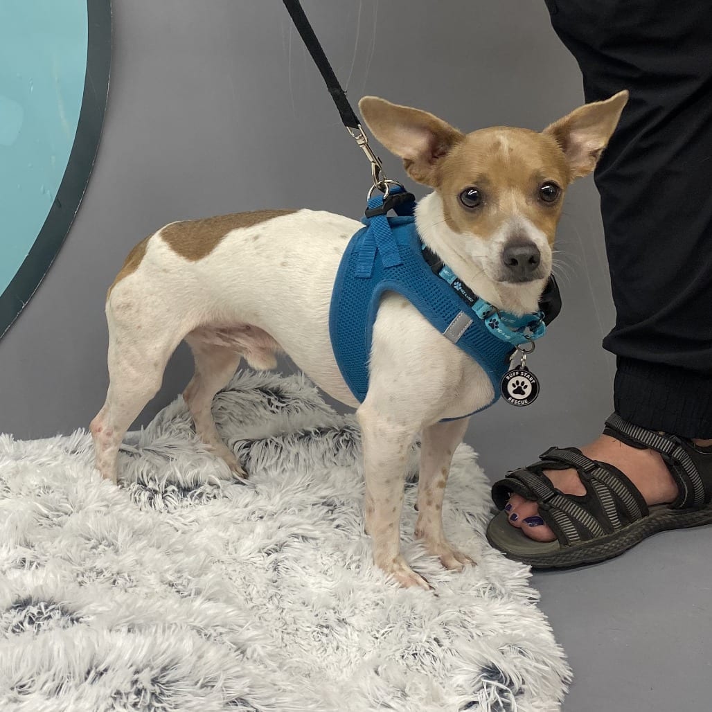 Photo of Jasper D11963, adoptable Chihuahua / Dachshund in Princeton area, Minnesota