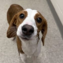 Photo of Auralie, adoptable Hound (Unknown Type) in Chatham, Virginia
