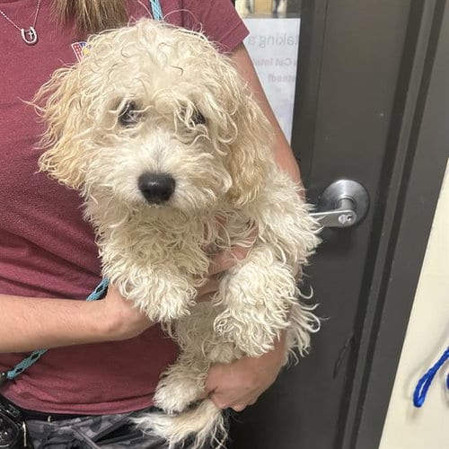 Photo of Bruinhilda, adoptable Poodle (Miniature) in Denver, Colorado