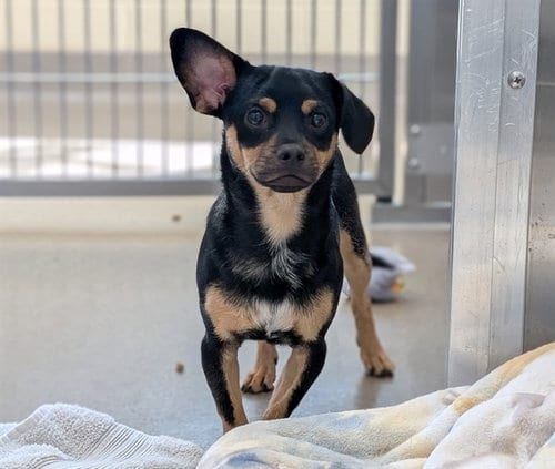 Photo of Shark Bait, adoptable Chihuahua in Fort Collins, Colorado