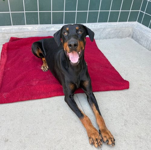 Photo of Knox, adoptable Doberman Pinscher in Rancho Cucamonga, California