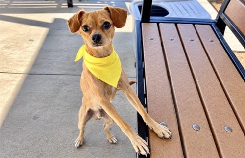 Photo of Dyno, adoptable Chihuahua in Orange, California