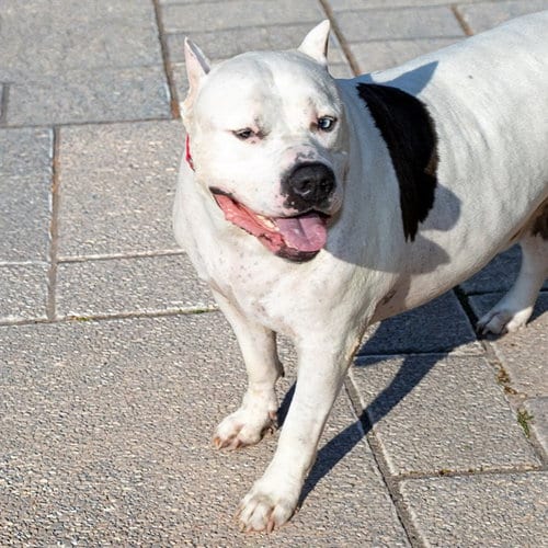 Photo of Jax, adoptable American Bulldog in St Louis, Missouri