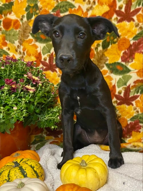 Photo of Cami, adoptable Labrador Retriever in Hillsboro, Missouri