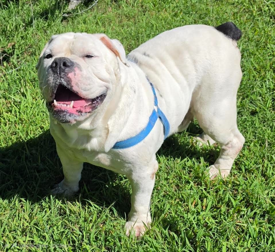 Photo of Roman, adoptable English Bulldog in Crossville, Tennessee