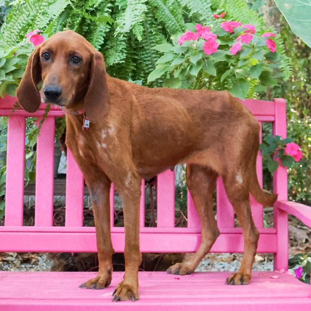 Photo of Brynn, adoptable Coonhound, Redbone in Wake Forest, North Carolina