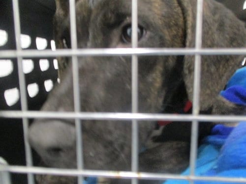 Photo of A391635, adoptable Labrador Retriever in Ocala, Florida