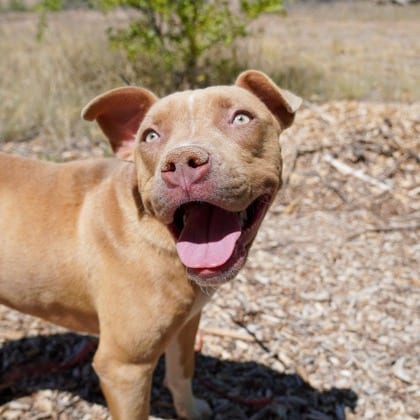 Photo of Cali, adoptable Terrier, American Pit Bull / Mixed Breed (Medium) in Kanab, Utah